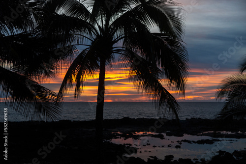 Palm tree silhouette in the sunset time with beautiful orange ocean and skies on the background in Hawaii
