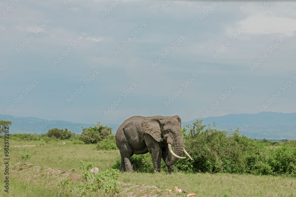 Fototapeta premium African elephants walking in open grassfield