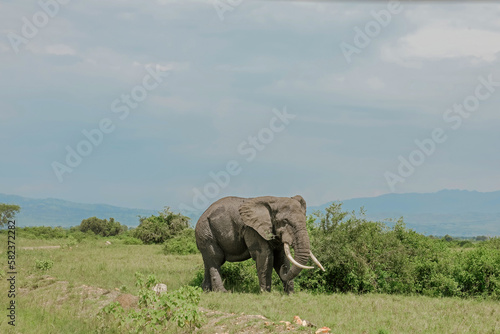 African elephants walking in open grassfield © Click on Pics