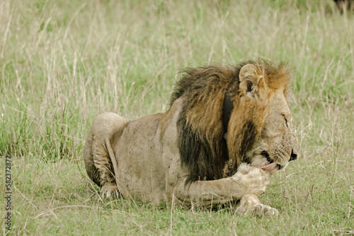 Fototapeta Naklejka Na Ścianę i Meble -  East African Lion (Panthera Leo Melanochaita) Stock Photo