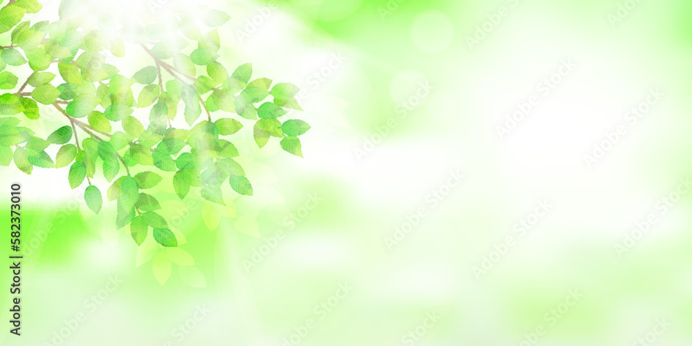 新緑 葉 風景 背景 新緑 葉 風景 背景