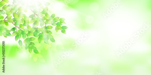 新緑 葉 風景 背景 © KUU