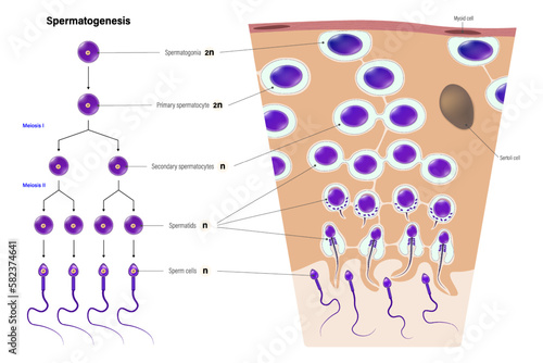 Spermatogenesis. Male reproductive system. Cell division. Gametogenesis. Mitosis. Meiosis.  photo