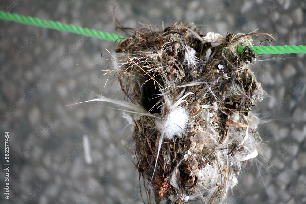 Purple Sunbird nest constructed with twigs, feathers, cobweb and threads : (pix Sanjiv Shukla)