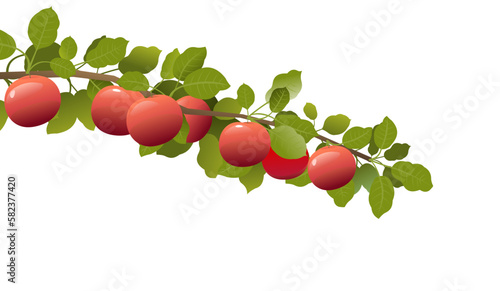 Tree branch apples with ripe fruits. Garden plant with edible harvest. Isolated on white background. Branch with foliage and leaves. Vector