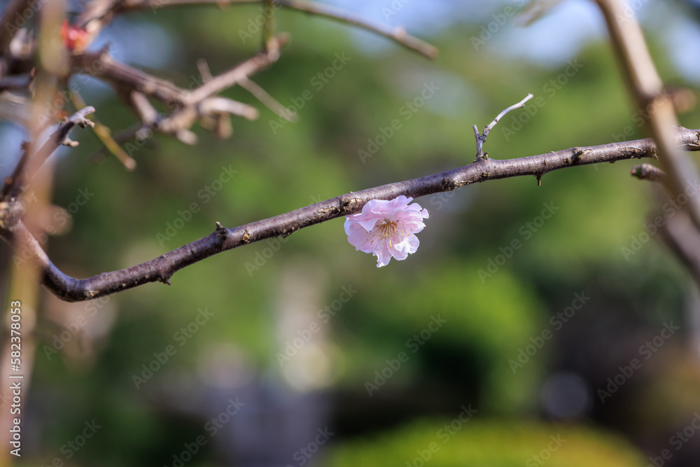 春の訪れ、公園の一輪の桜 春の訪れ、公園の一輪の桜