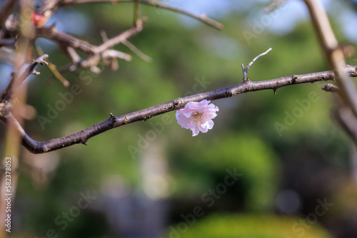 春の訪れ、公園の一輪の桜
