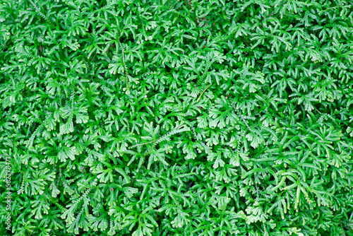 Small  bright green leaves are ideal for backgrounds.