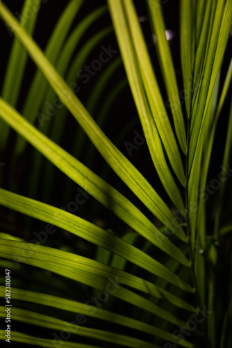 Green leaf on the dark background © maodoltee