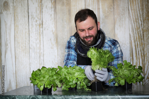 bearded man takes care of the lettuce is grown in pots at home