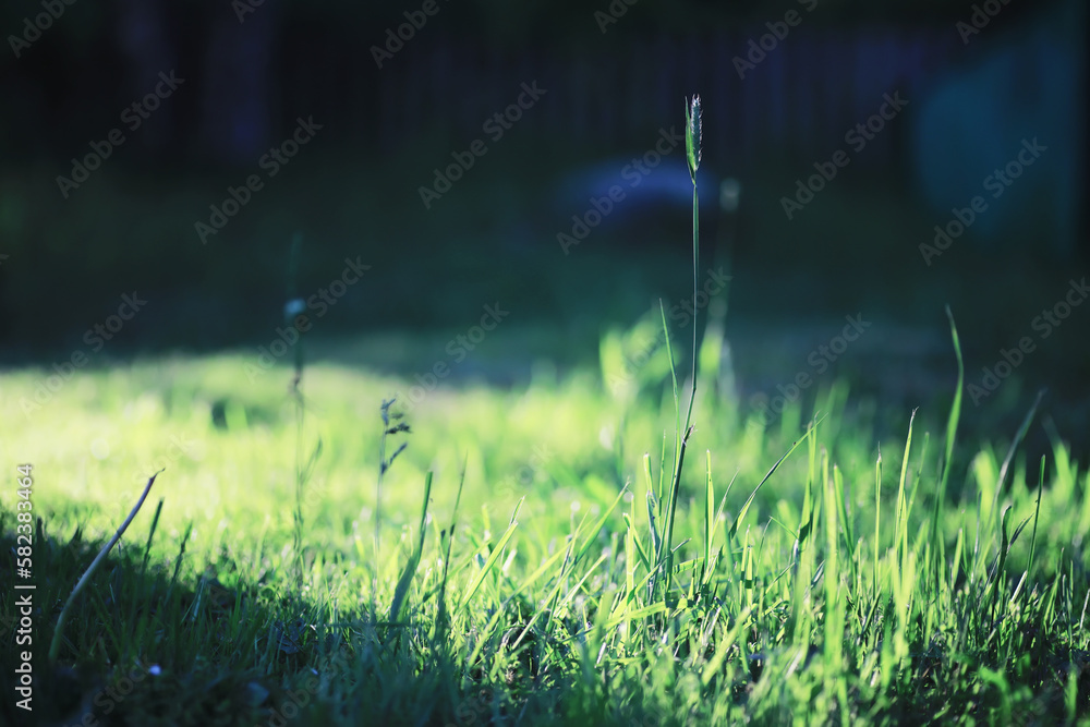Spring nature background. Forest landscape. Green trees and grass on a spring morning.