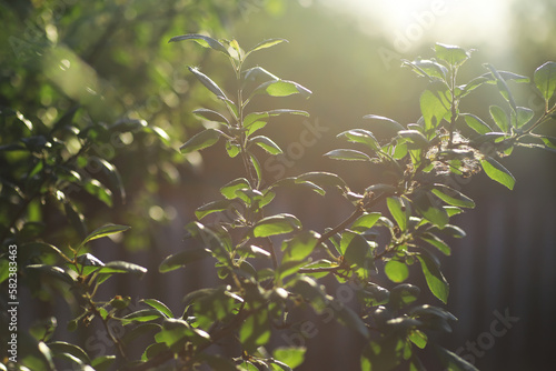 Spring nature background. Greenery of trees and grasses on a sunny spring morning. Forest landscape.