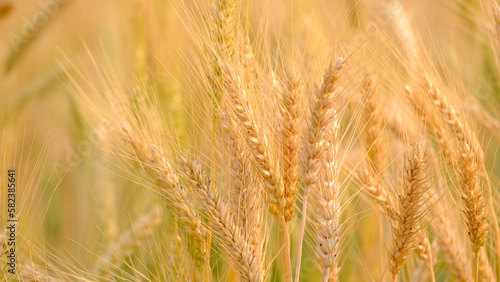 Gold Wheat Field Background