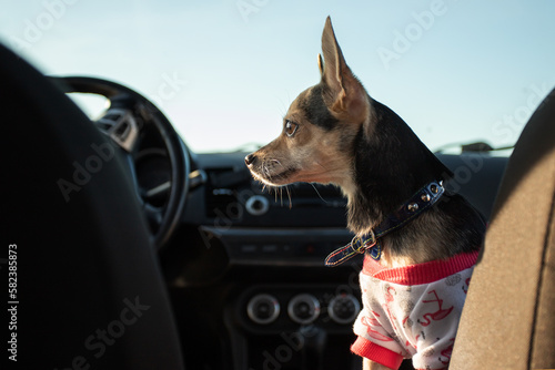 small dog in car, trips with animals, travel with pets, happy dog on vacation