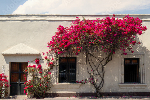 Wallpaper Mural House with bougainvillea on the front in Queretaro Mexico