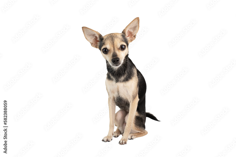 little cute dog isolated,chihuahua toy terrier sitting,looking at camera