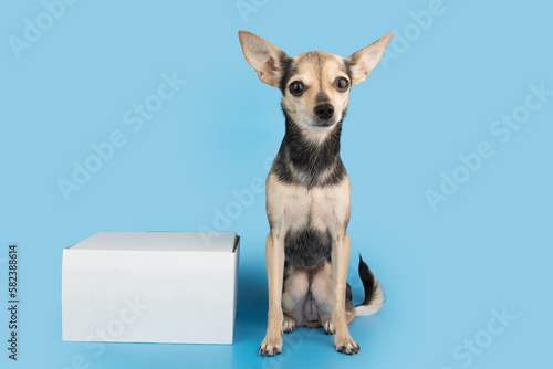pet delivery, dog with a box order parcel, Pet shop online photo