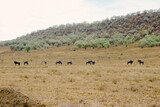 herd of wilderbeast