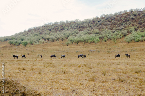 herd of wilderbeast © SoYuri
