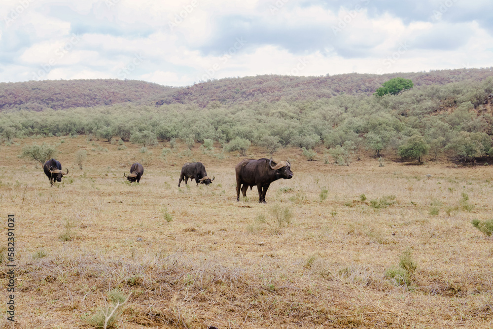 Fototapeta premium herd of buffalo