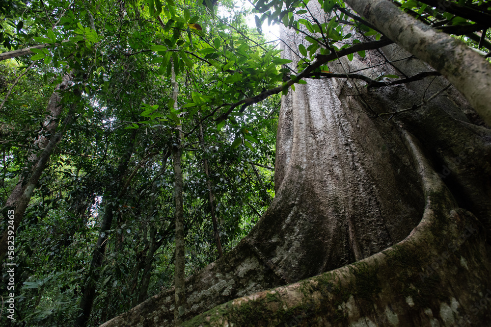 Fototapeta premium Asian tropical rainforest, forest trees, tree roots in forest.