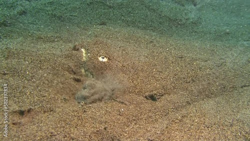 Backbanded stargazer