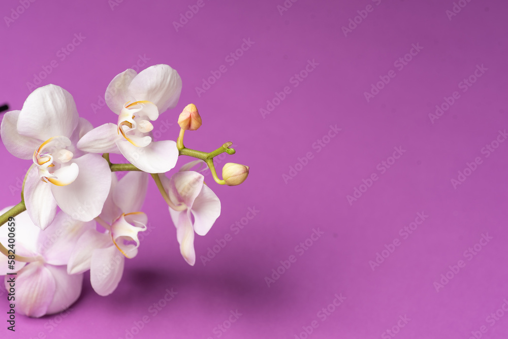Fototapeta premium fresh spring Orchid flower on a purple background