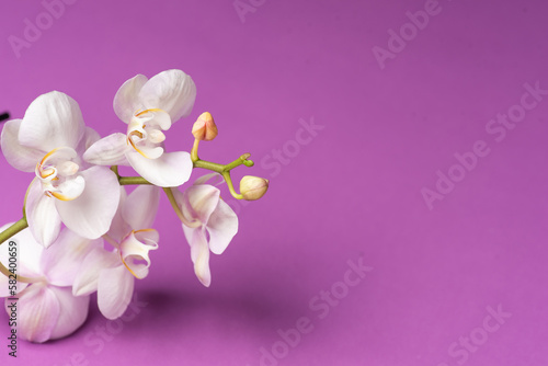 Fototapeta Naklejka Na Ścianę i Meble -  fresh spring Orchid flower on a purple background