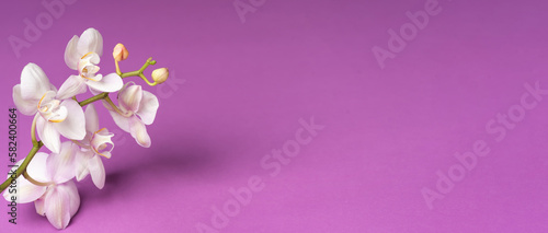 fresh spring Orchid flower on a purple background