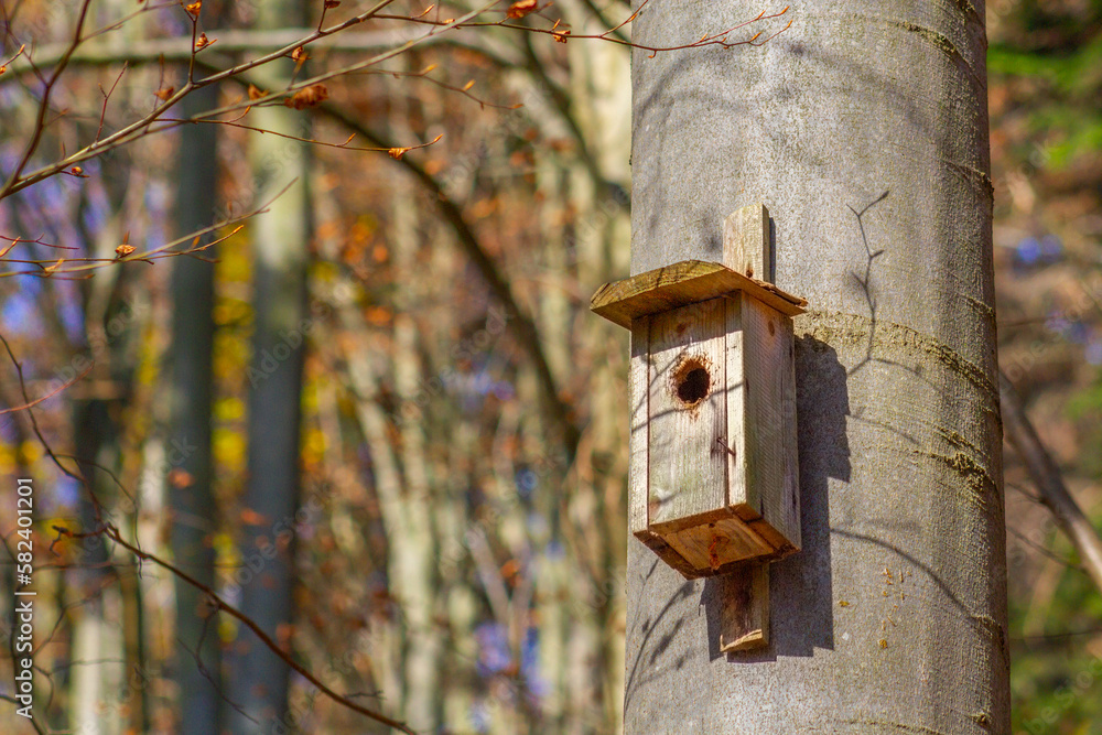 Birdhouse on beech tree in autumn