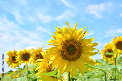 A sunflower head with honey bee on the field of sunflowers with a blue sky on background
