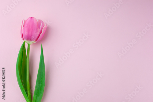 Pink single tulip flower, side view. Beautiful rose on a stem with leaves isolated on a pink background. Natural object for design for women's day, mother's day, anniversary. Place for text.