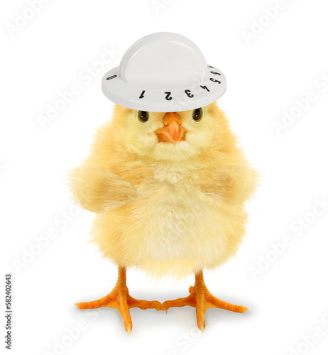 Crazy chick with cooker knob heat temperature controller button on top as hat. Funny baby animals concept