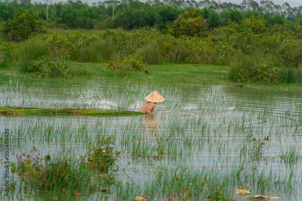Asian farmers are harvesting Bang grass during the harvest season in Long An, Vietnam.