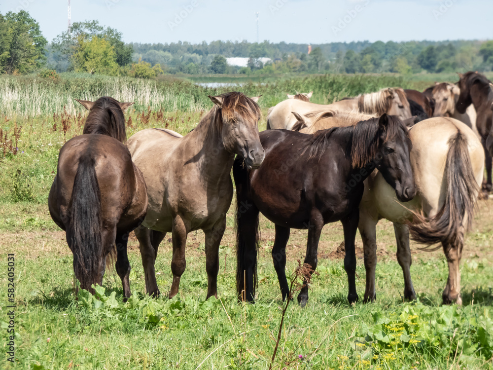 Grey and black Semi-wild Polish Konik horses spending time together in a floodland meadow with green vegetation in summer. Wild horse reintroduction Grey and black Semi-wild Polish Konik horses spending time together in a floodland meadow with green vegetation in summer. Wild horse reintroduction