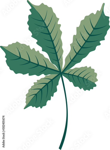 leaf isolated on white background