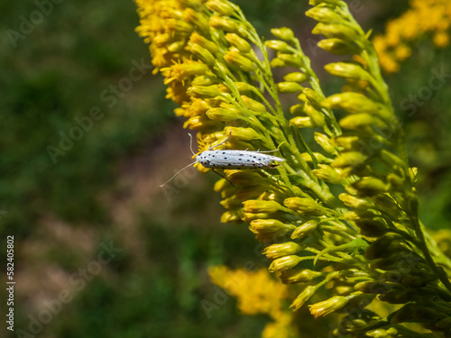 The bird-cherry ermine (Yponomeuta evonymella) on yellow flower in sunlight. The forewings are white with rows of small black spots. The moth is resting, the wings are placed close to body photo