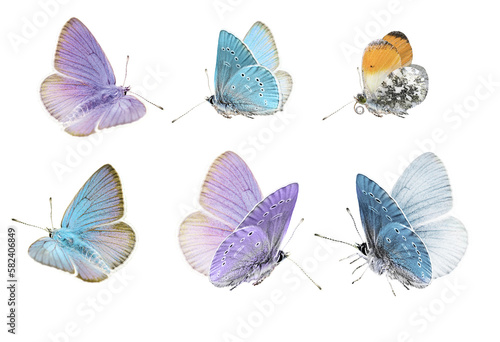 Butterflies set, pastel colored butterflies isolated on white background
