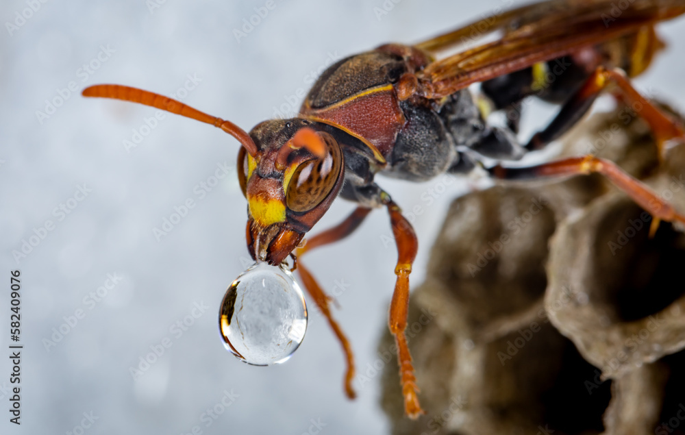 Foto de A wasp clearing water from its nest after a rain shower