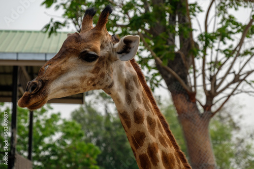 A Giraffe standing in the Zoo