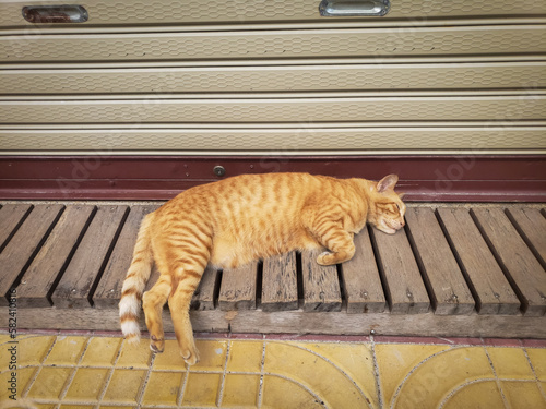 Orange Thai cat sleeping