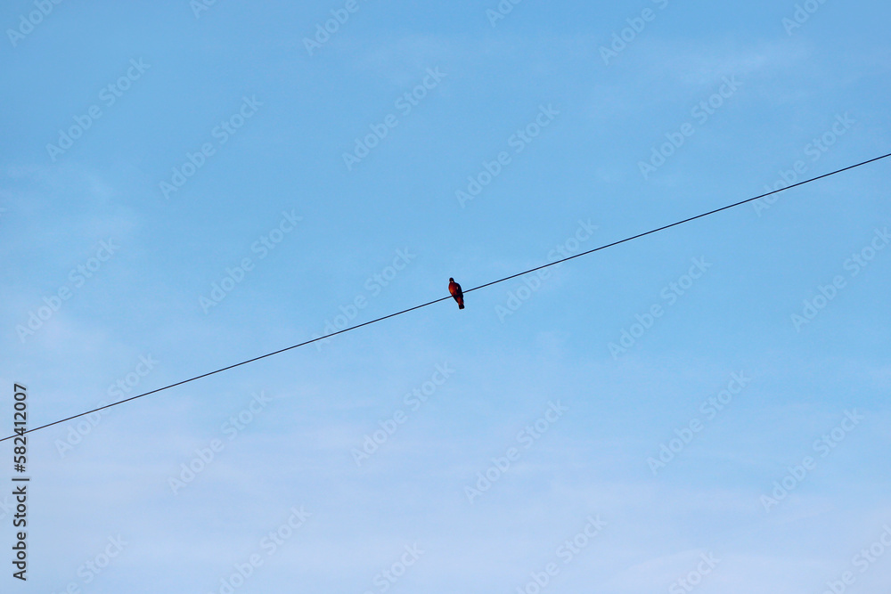 lonely bird sitting on electric wires against background of the sky