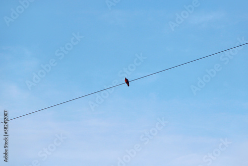 lonely bird sitting on electric wires against background of the sky