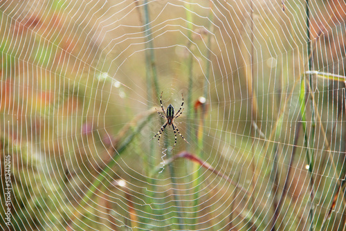 Spider sitting on web sunny rays. Insect living in summer field
