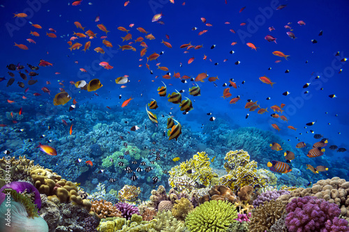 Coral reef underwater with school of colorful tropical fish photo