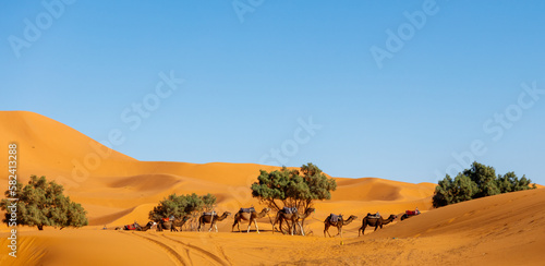 Camel caravan in sahara desert landsacpe in Morocco