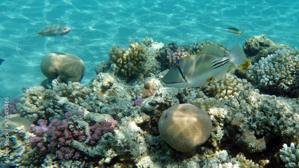 Fototapeta premium Colorful tropical fish on a coral reef, amazingly beautiful fairy world. In the coral gardens of the Red Sea.