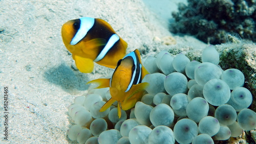  Clown fish amphiprion  Amphiprioninae . Red sea clown fish. Nemo .