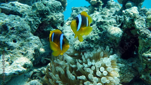  Clown fish amphiprion (Amphiprioninae). Red sea clown fish. Nemo .