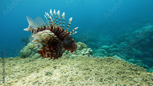 Lion Fish  the lionfish preys on a coral reef protected by its long venomous spines. Graceful and beautiful  this fish can move with astonishing speed to catch its prey.